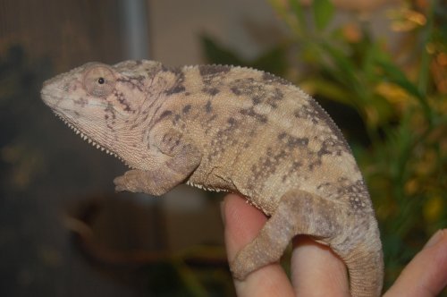 faly females 001.jpg