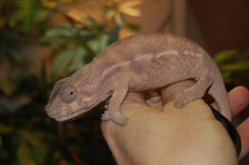 faly females 002.jpg