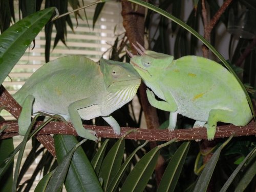 1.1 Deremensis 2GTHR 009.jpg