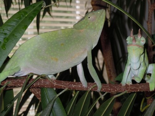 1.1 Deremensis 2GTHR 001.jpg