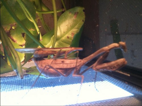 mantis.jpg