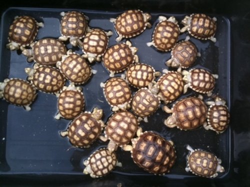 sulcata babiesgroupshot.jpg