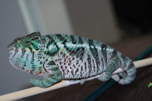 DSC_0981.jpg