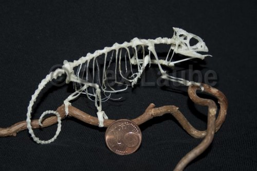 IMG_6771 (Large)c.jpg