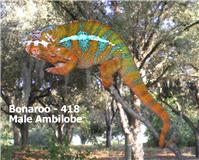 Bonaroo Picchu dad.jpg