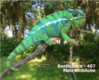 Sire Beetlejuice machu's dad.jpg