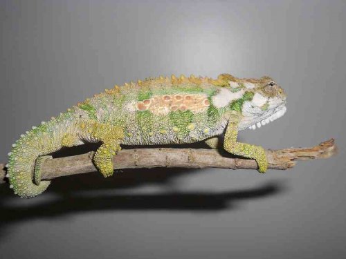 40104d1313567931-identifying-my-chameleon-meleon23.jpg