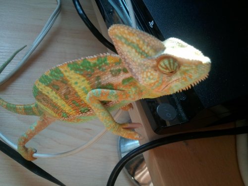 2011-08-16 17.53.45.jpg