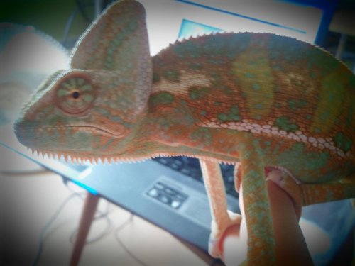 2011-08-17 08.59.16.jpg