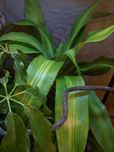 20110818184626.jpg
