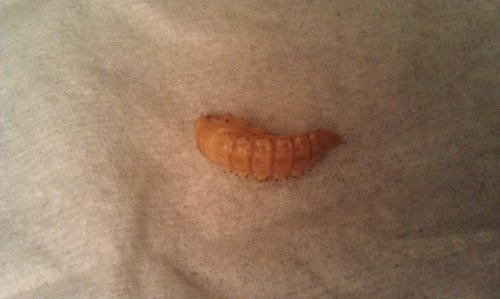 IMAG0198.jpg