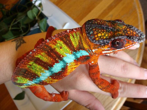 Sony Camera Chams and B DAy 029.jpg