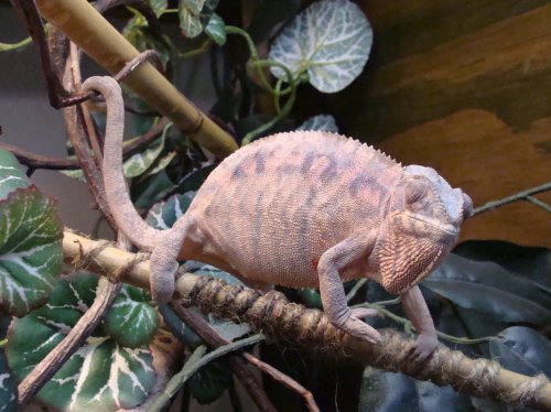 Sony Camera Chams and B DAy 023.jpg