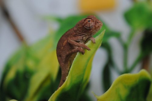 male 6-10.jpg