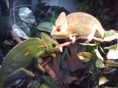ghost and peaches.jpg