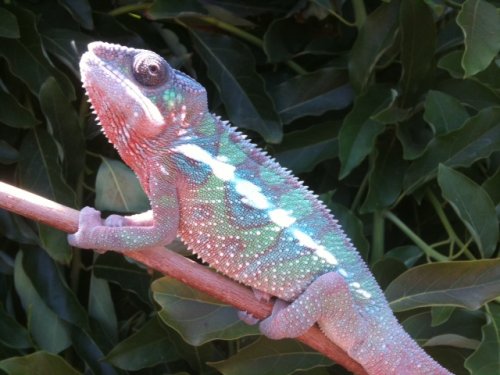 ambilobe male 5 months.jpg