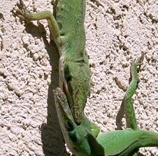 Anoles fighting in backyard.jpg