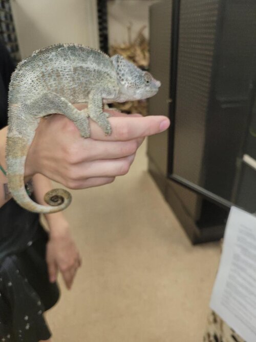 elephant eared chameleon.jpg