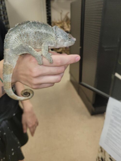elephant eared chameleon.jpg