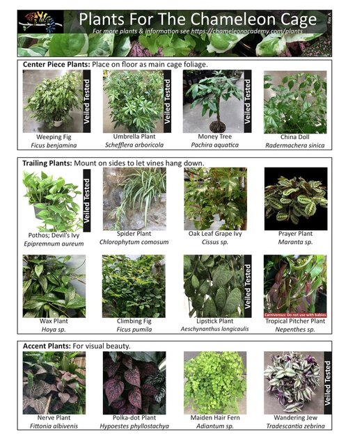 Cham. Academy Plant List.jpeg