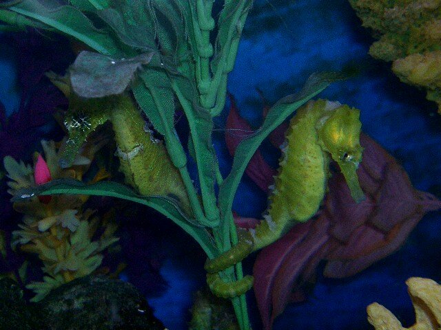 new seahorses 005.JPG