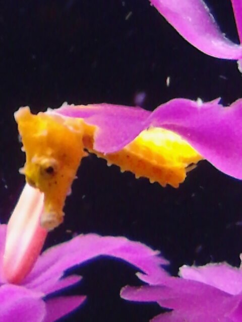 baby seahorses 8 5 2015 009.jpg