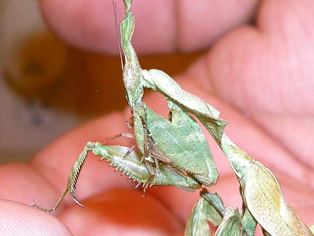 ghost mantis 012.JPG