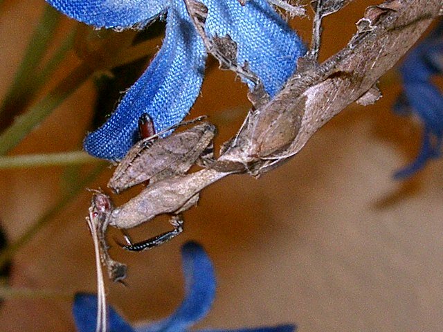 ghost mantis 006.JPG