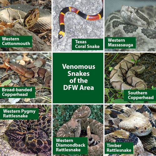 Venomous-Snakes-of-the-DFW-Area.jpg