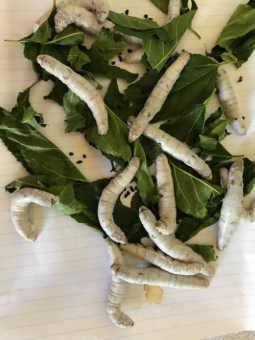 silkworms.jpeg