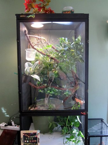 reptology hd better.jpg