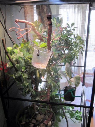 reptology side view.jpg