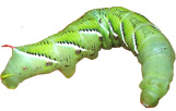 Hornworm.jpg