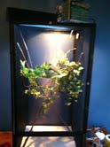 Chameleon 3.jpg