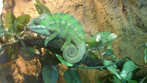 chamelio at 4 months.jpg