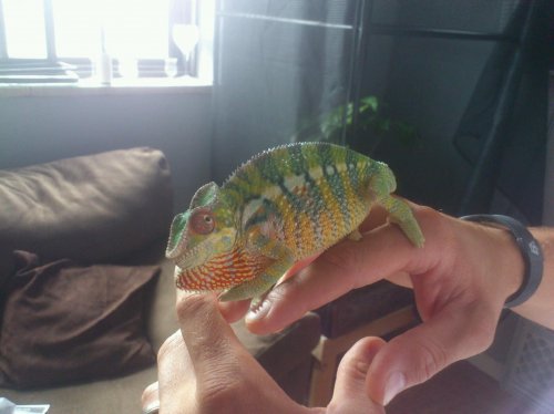 chamelio pissed at 5 months.jpg