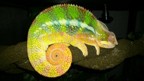 chamelio at 6 months.jpg