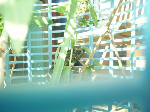 garden again 001.jpg