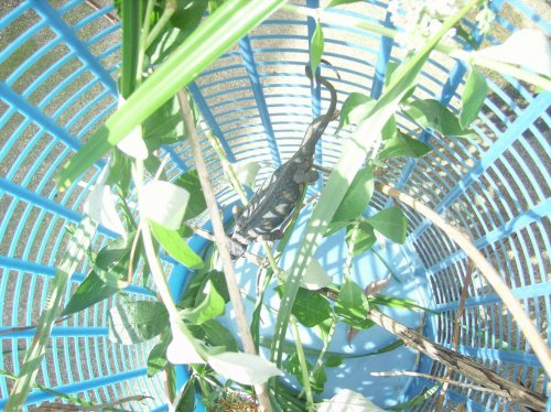 garden again 005.jpg