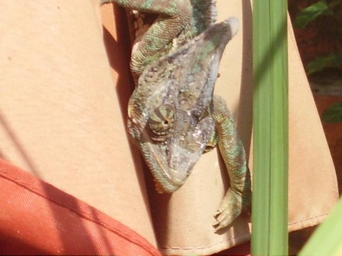 garden again 011.jpg