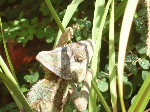 garden again 019.jpg