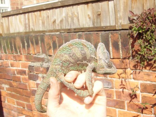 garden again 020.jpg