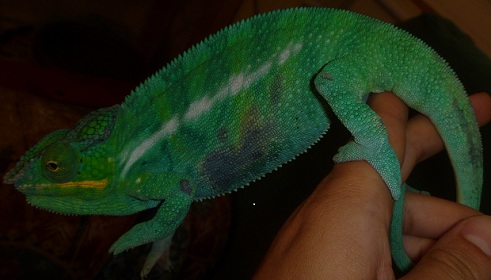 P1010547 resized.jpg