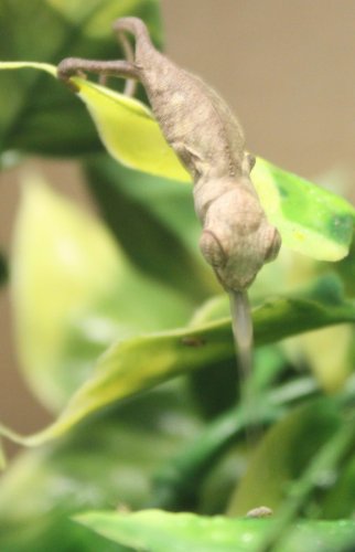 cocokey chameleon 050.jpg