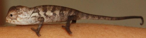 cocokey chameleon 039.JPG