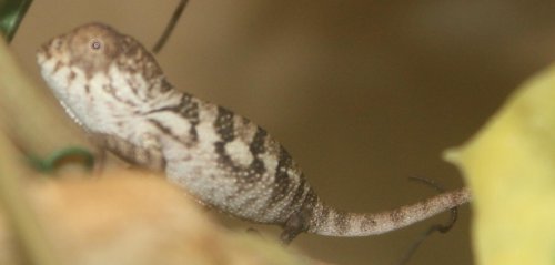 cocokey chameleon 026.jpg