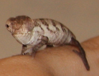 cham close.jpg