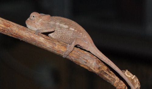 DSC_0609.JPG