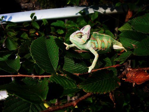 Lambeau resisting temptation.jpg