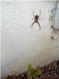 spider.jpg